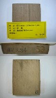 藏品(黃槿)的圖片